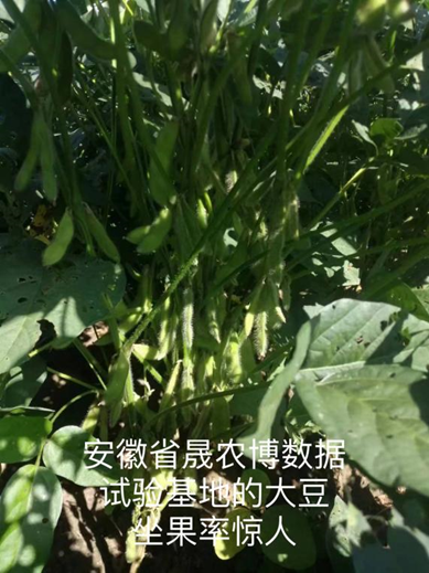 大豆1