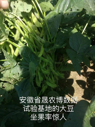 大豆2