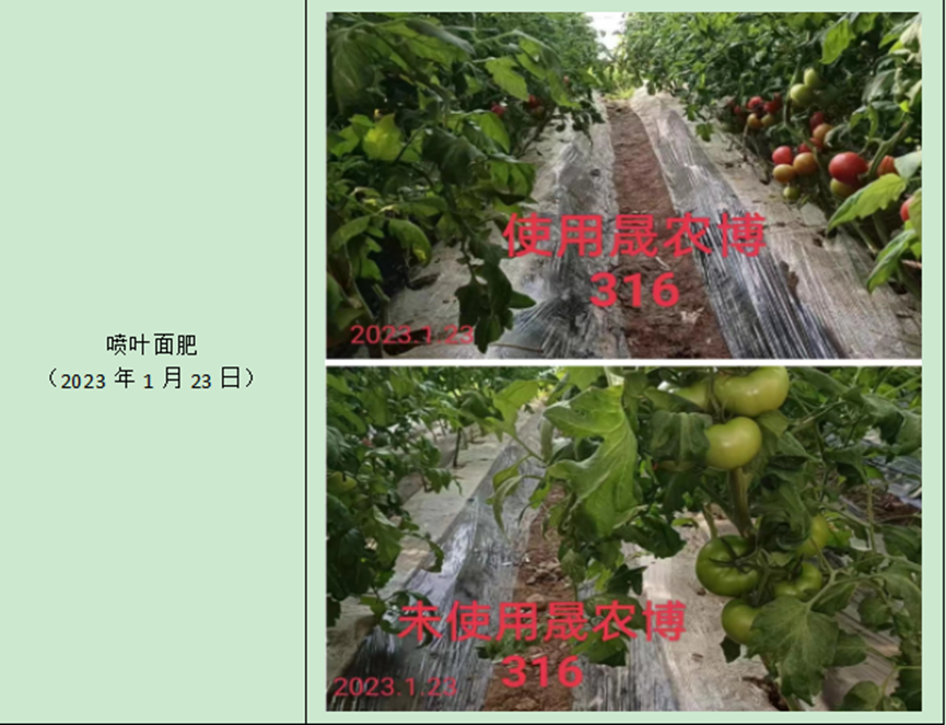 番茄2