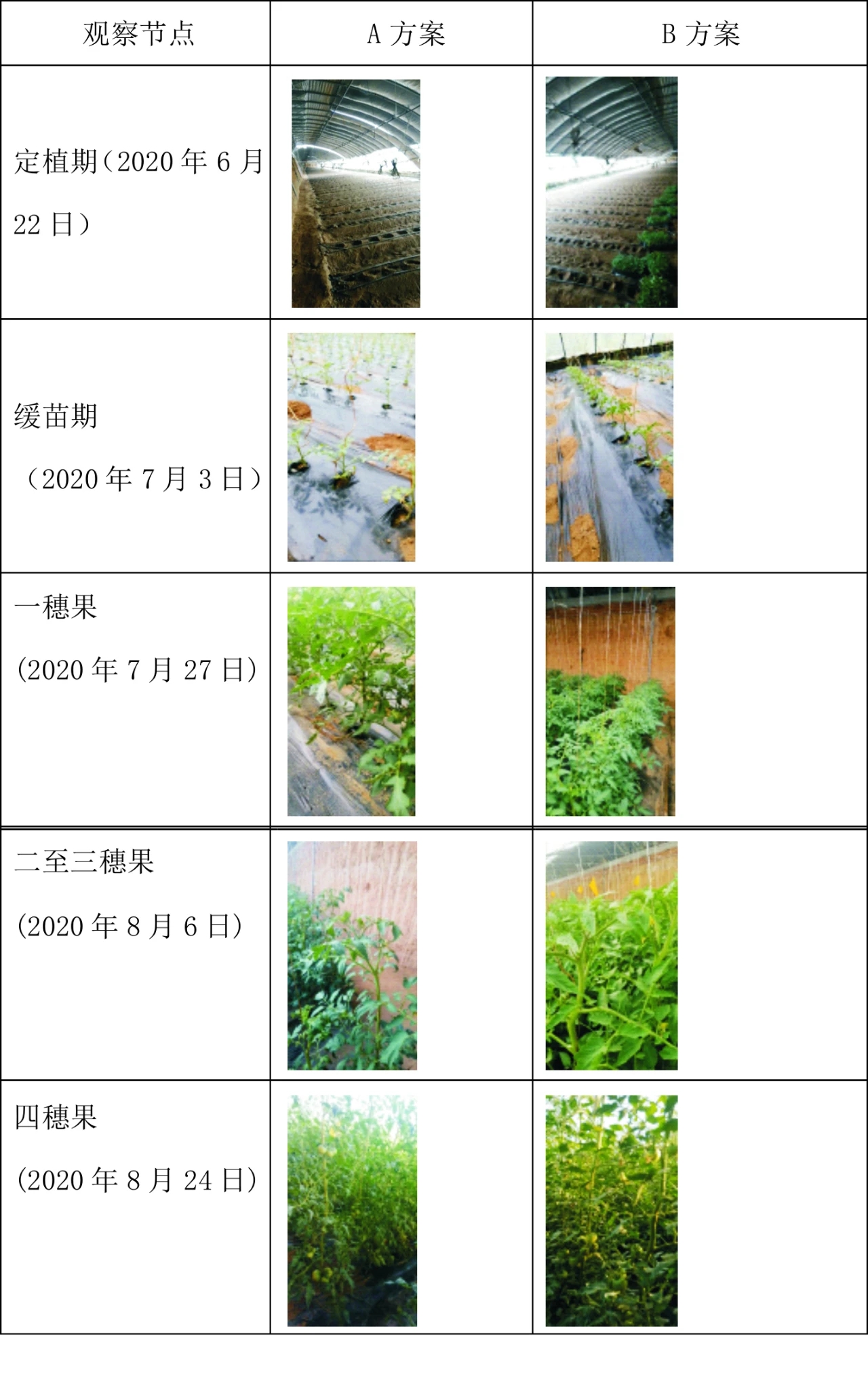 番茄1