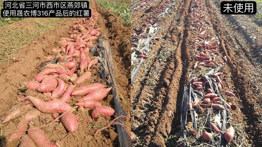 红薯1